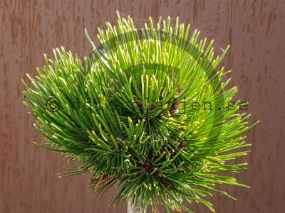 Pinus heldreichii 'Grünes Kissen' Pinus heldreichii 'Grünes Kissen'