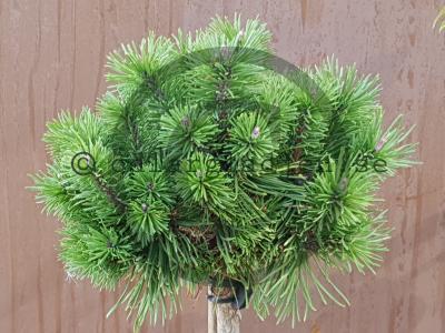 Pinus mugo 'Boži Dar' Pinus mugo 'Boži Dar'