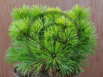 Pinus nigra 'Bobo' Pinus nigra 'Bobo'