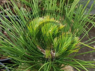 Pinus nigra 'Würstle'