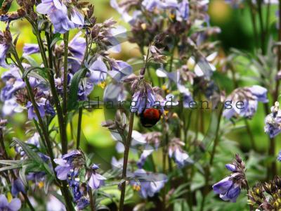 Polemonium caeruleum ssp. yezoense &#039;Bressingham Purple&#039;