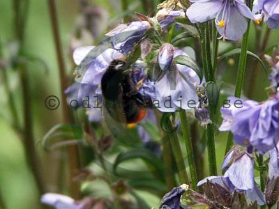 Polemonium caeruleum ssp. yezoense 'Purple Rain' Polemonium caeruleum ssp. yezoense 'Purple Rain'