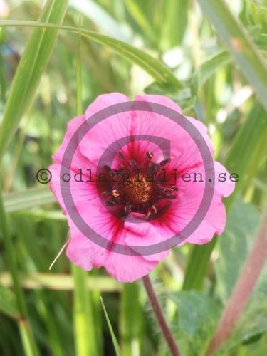 Potentilla nepalensis 'Miss Willmott' Potentilla nepalensis 'Miss Willmott'