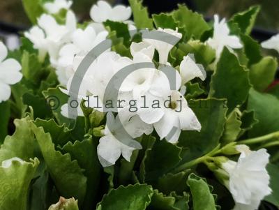Primula hirsuta 'Alba' Primula hirsuta 'Alba'