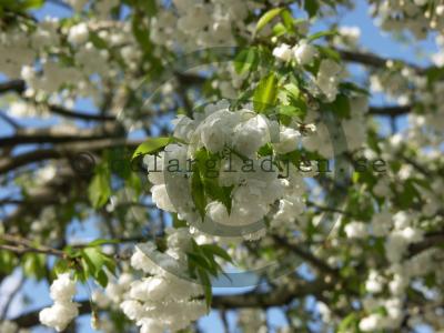 Prunus avium &#039;Plena&#039;
