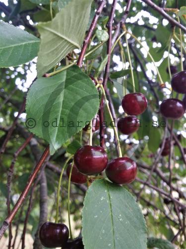Prunus cerasus &#039;Morello&#039;