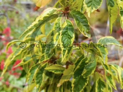 Prunus FRILLY FROCK 'Fpmspl' Prunus FRILLY FROCK 'Fpmspl'