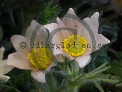 Pulsatilla vulgaris 'Alba' Pulsatilla vulgaris 'Alba'