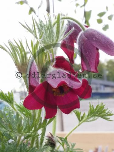 Pulsatilla vulgaris 'Rubra'