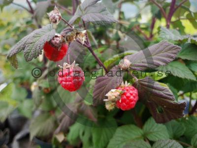Rubus (Hallon-gruppen) 'Maria' Rubus (Hallon-gruppen) 'Maria'
