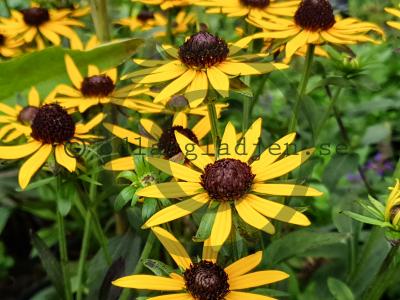 Rudbeckia fulgida var. sullivantii 'Little Goldstar' Rudbeckia fulgida var. sullivantii 'Little Goldstar'