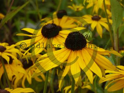 Rudbeckia fulgida var. sullivantii 'Goldsturm' Rudbeckia fulgida var. sullivantii 'Goldsturm'