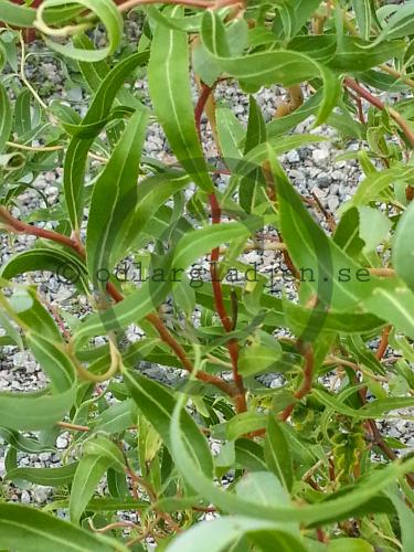 Salix &#039;Erythroflexuosa&#039;