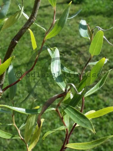 Salix babylonica var. pekinensis &#039;Tortuosa&#039;