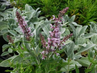 Salvia FEATHERS FLAMINGO 'Bocoffla' Salvia FEATHERS FLAMINGO 'Bocoffla'