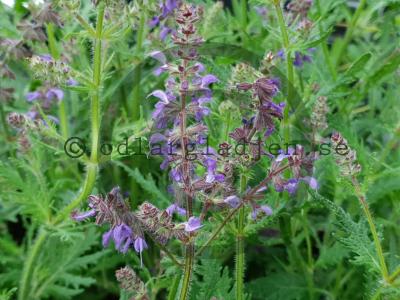 Salvia FEATHERS PEACOCK 'Bocofpea'