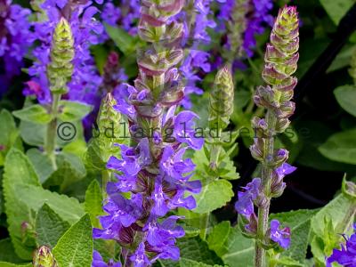 Salvia nemorosa BLUE BOUQUETTA 'Alkif'