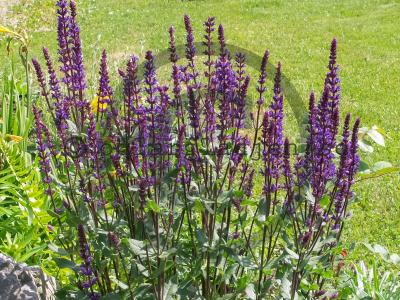 Salvia nemorosa 'Caradonna'