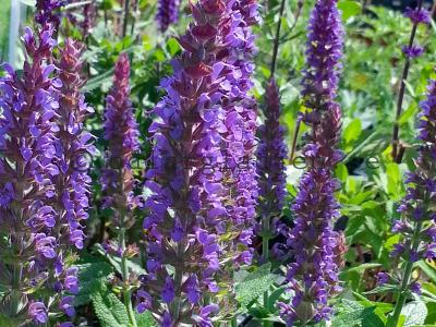 Salvia nemorosa 'Ostfriesland' Salvia nemorosa 'Ostfriesland'