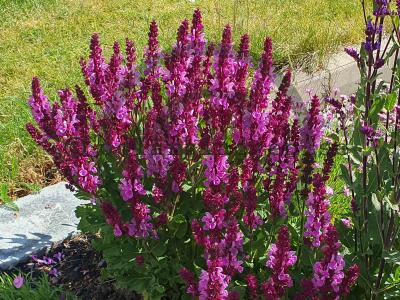 Salvia x sylvestris 'Rose Marvel'