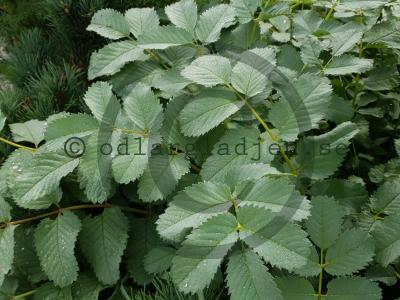Sanguisorba applanata Sanguisorba applanata