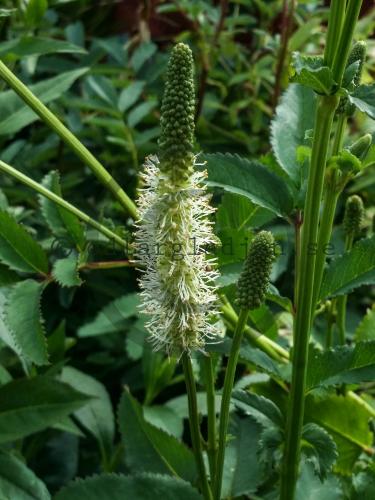 Sanguisorba canadensis Sanguisorba canadensis