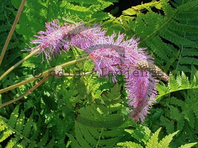 Sanguisorba hakusanensis 'Lilac Squirrel' Sanguisorba hakusanensis 'Lilac Squirrel'