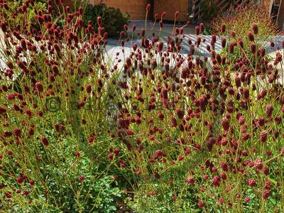 Sanguisorba officinalis 'Tanna'
