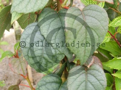 Schizophragma hydrangeoides 'Moonlight' Schizophragma hydrangeoides 'Moonlight'
