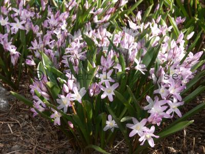 Scilla forbesii &#039;Pink Giant&#039;