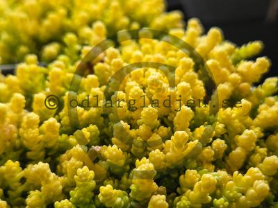 Sedum acre 'Yellow Queen' Sedum acre 'Yellow Queen'