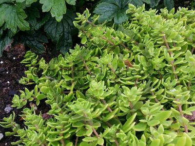 Sedum sarmentosum Sedum sarmentosum