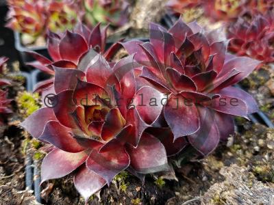 Sempervivum 'Dark Beauty' Sempervivum 'Dark Beauty'
