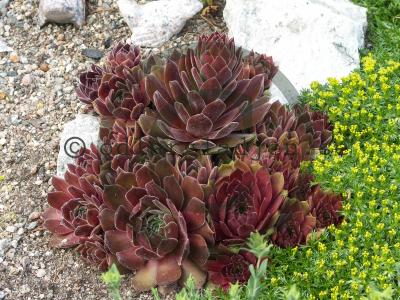 Sempervivum 'Othello' Sempervivum 'Othello'