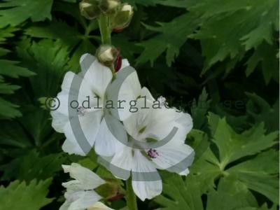 Sidalcea candida 'Bianca'