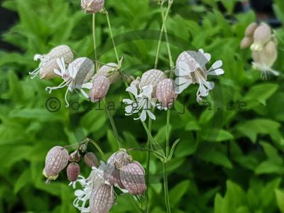 Silene vulgaris Silene vulgaris