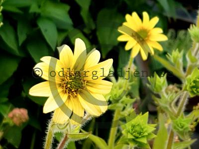 Silphium mohrii Silphium mohrii