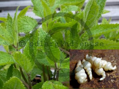 Stachys affinis Stachys affinis