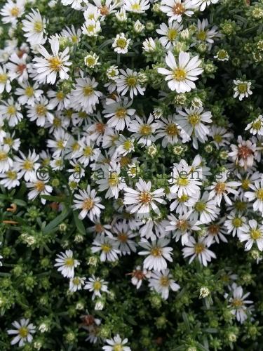 Symphyotrichum ericoides 'Snow Flurry' Symphyotrichum ericoides 'Snow Flurry'