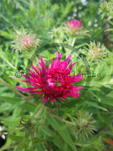Symphyotrichum novae-angliae 'Andenken an Alma Pötschke' Symphyotrichum novae-angliae 'Andenken an Alma Pötschke'