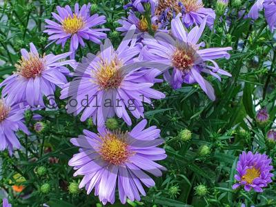 Symphyotrichum novi-belgii (Oktoberaster-Gruppen) 'Early Blue'