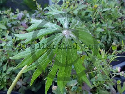 Syneilesis palmata