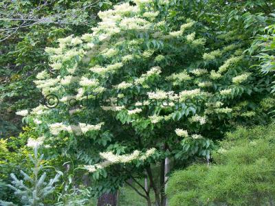 Syringa reticulata Syringa reticulata