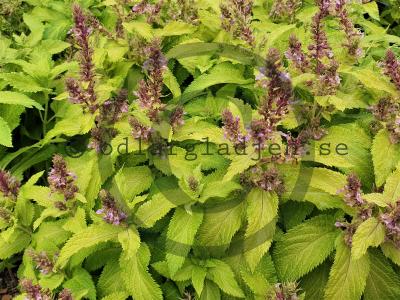Teucrium canadense 'Punch' Teucrium canadense 'Punch'