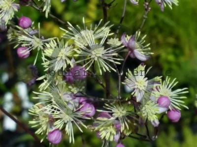 Thalictrum 'Elin' Thalictrum 'Elin'