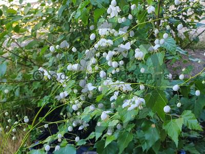 Thalictrum SPLENDIDE WHITE 'FR21034' Thalictrum SPLENDIDE WHITE 'FR21034'