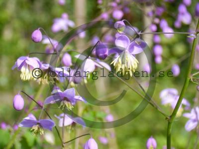 Thalictrum rochebrunianum Thalictrum rochebrunianum
