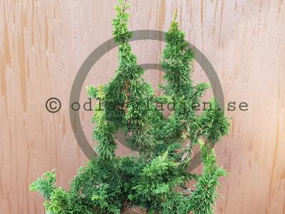 Thuja occidentalis 'Malonyana Holub' Thuja occidentalis 'Malonyana Holub'