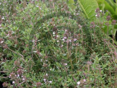 Thymus vulgaris