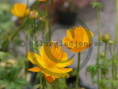 Trollius chinensis 'Golden Queen' Trollius chinensis 'Golden Queen'
